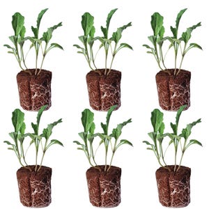 May include: Six young plants with green leaves and stems are shown. The plants are rooted in a brown, fibrous medium, likely a soil block or similar. The plants are arranged in two rows of three against a white background.
