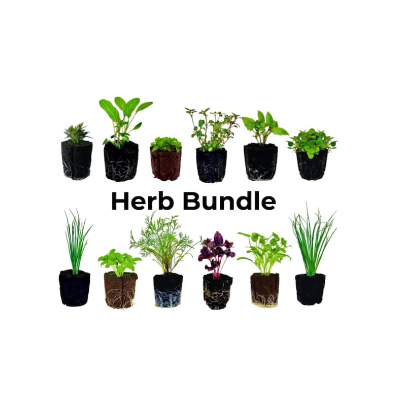 May include: An assortment of potted herbs, including basil, dill, and chives, are arranged in rows against a white background. The text "Herb Bundle" is displayed in bold black letters below the plants. The herbs are in small, dark containers.