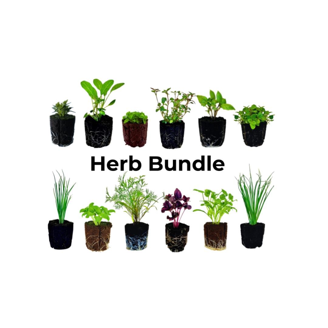 Herb Bundle: Ready-to-plant seedlings, Starts, Plugs, Garden ready, Live plants, Transplants, Pre-sprouted, For soil & hydroponic gardens