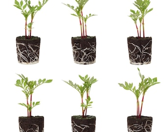 Marigold Flower Seedlings: Ready-to-Plant, Starts, Plugs, Garden Ready, Live Plants, Transplants, Pre-Sprouted, Soil & Hydroponic Gardens