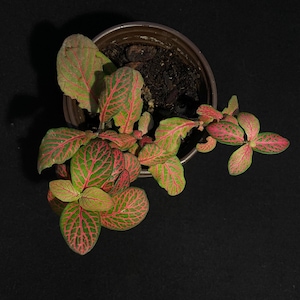 Fittonia Albivenis &#39;Pink Veins&#39;