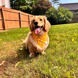 Bee Dog Bandana - Bumble Bee Print Dog Scarf - Adorable Dog Neckwear for Spring & Summer - Pet Gift Idea