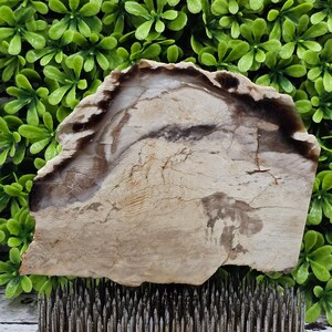 Petrified Wood - Rough Lapidary Slab - Unpolished