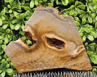 May include: A large, irregularly shaped piece of polished agate with brown, white, and yellow swirls and patterns. The agate has a hole in the center and is sitting on a bed of metal tacks.
