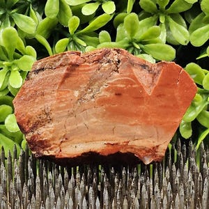 Petrified Wood - Rough Lapidary Slab - Unpolished
