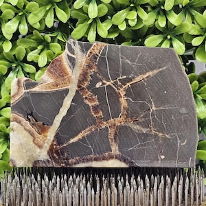 Septarian Nodule (Dragon Stone)- Rough Lapidary Slab- Unpolished
