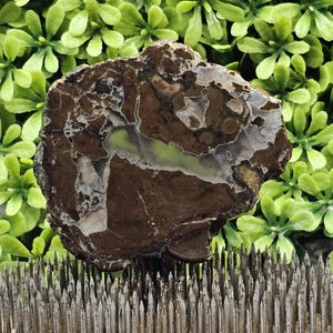 Oregon Thunderegg: ruwe lapidaire plaat, ongepolijst