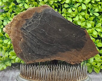 Ruwe plaat van versteend hout