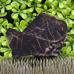 Black Petrified Wood - Rough Lapidary Slab - Unpolished