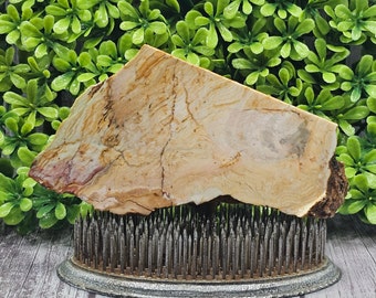 Opaal versteend hout, ruwe plaat