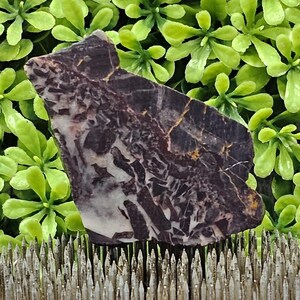 Black Petrified Wood - Rough Lapidary Slab - Unpolished