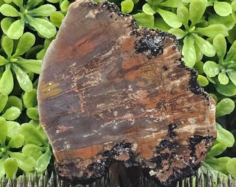 Versteend hout ruwe lapidaire steen | Natuurlijke plaat van fossiel hout | Regenboog versteend hout | Ruw cabine | Mineraalmonster voor verzamelaars