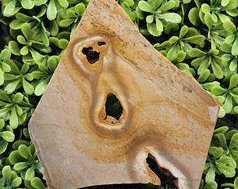 May include: A light brown, irregularly shaped piece of petrified wood with a large, oval-shaped hole in the center. The wood has a natural, organic texture and a warm, earthy tone.