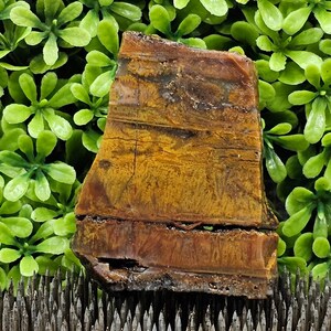 Petrified Wood - Rough Lapidary Slab - Unpolished