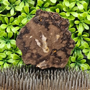 Petrified Wood - Rough Lapidary Slab - Unpolished