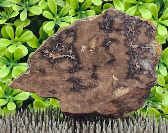 Versteend hout, ruwe plaat