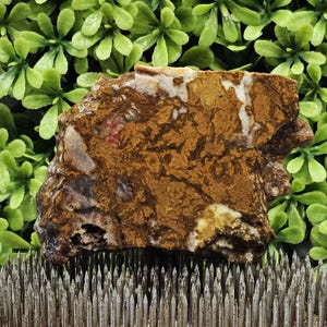 Biggs Jasper - Beers Mountain Oregon - Rough Lapidary Slab - Unpolished