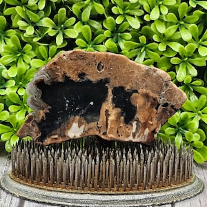 Petrified Wood-(stabilized) - Rough Lapidary Slab - Unpolished