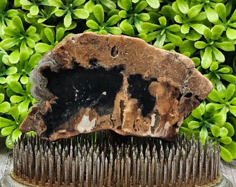 Versteend hout, ruwe plaat
