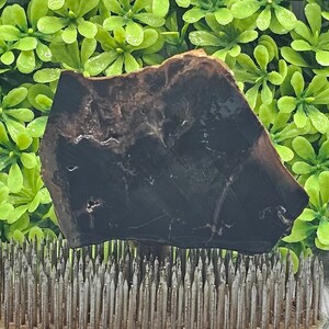 Black Petrified Wood - Rough Lapidary Slab - Unpolished