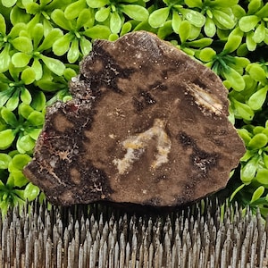 Petrified Wood - Rough Lapidary Slab - Unpolished