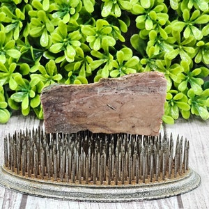 Petrified Wood - Rough Lapidary Slab - Unpolished