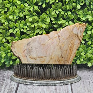 Petrified Wood - Rough Lapidary Slab - Unpolished