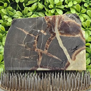 Septarian Nodule (Dragon Stone)- Rough Lapidary Slab- Unpolished