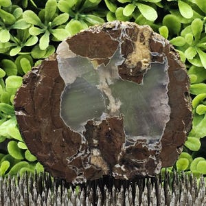 Oregon Thunderegg: ruwe lapidaire plaat, ongepolijst