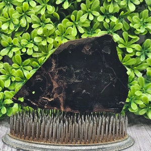 Black Petrified Wood - Rough Lapidary Slab - Unpolished