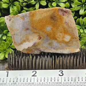 May include: A rectangular, multi-colored stone with a rough texture. The stone features a mix of beige, brown, and gray hues, with some reddish-brown spots. A metal tool with sharp, silver prongs is below the stone. A ruler with inch measurements is at the bottom.