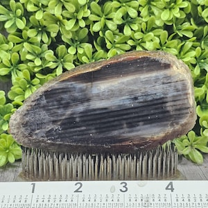 Petrified Wood - Limb Cast - Rough Lapidary Slab - Unpolished