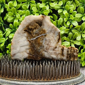 Petrified Wood - Rough Lapidary Slab - Unpolished