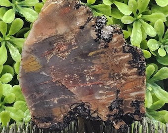 Versteend hout ruwe lapidaire steen | Natuurlijke plaat van fossiel hout | Regenboog versteend hout | Ruw cabine | Mineraalmonster voor verzamelaars