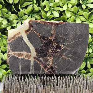 Septarian Nodule (Dragon Stone)- Rough Lapidary Slab- Unpolished