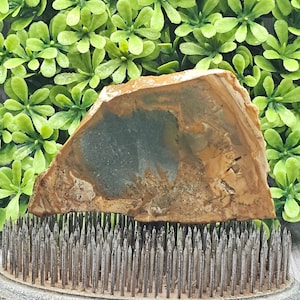 Petrified Wood - Rough Lapidary Slab - Unpolished