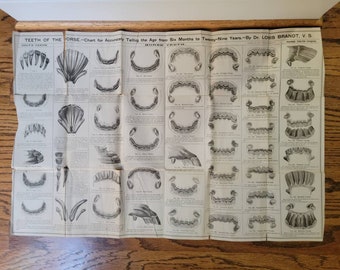 Antikes Pferdeposter, Zahnkarte. Pferde-Zahntafel für genaues Alter, pädagogische Wandkunst im Vintage-Stil. Pferdeliebhaber-Reitgeschenk
