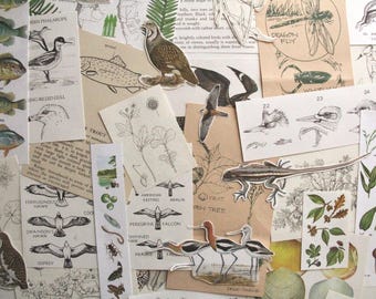 Vintage Natural History Ephemera Set: 50 Hand-Cut Pieces for Junk Journals
