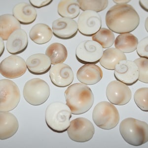 Naturliga Shiva ögonskal cabochoner, runda lösa ädelstenar (9-12 MM)