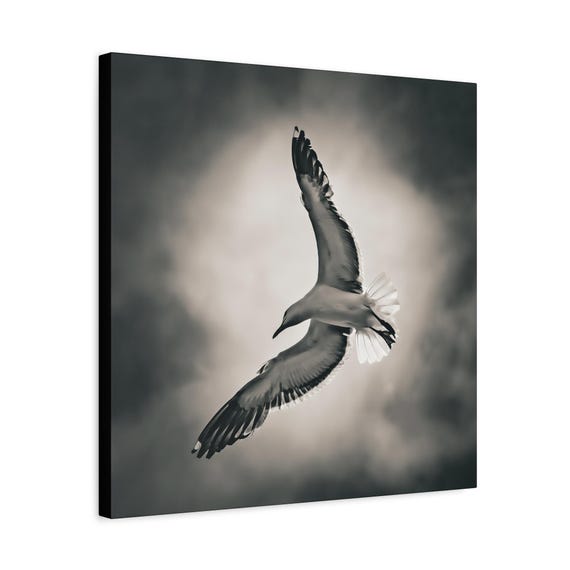 20x20 Black and White Seagull Canvas Wall Art, Ocean Decor, Beach House Wall Art,Coastal Home Decor, Nature Photography,Gift for Bird Lovers
