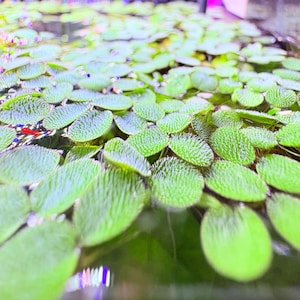 May include: A dense cluster of floating aquatic plants with small, rounded, bright green leaves. Each leaf features a textured, slightly fuzzy surface with visible veins, covering the surface of the water in a thick, overlapping pattern.