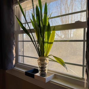 Peut inclure: Une plante serpentaire aux longues feuilles vertes dans un vase clair et texturé. La plante est posée sur une étagère blanche et noire devant une fenêtre. La fenêtre a un motif quadrillé et laisse entrer la lumière du soleil.