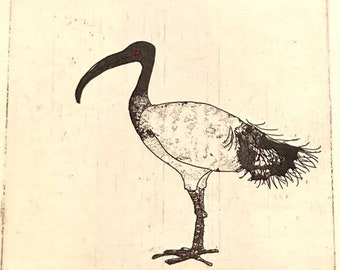 Ibis - Original Etching