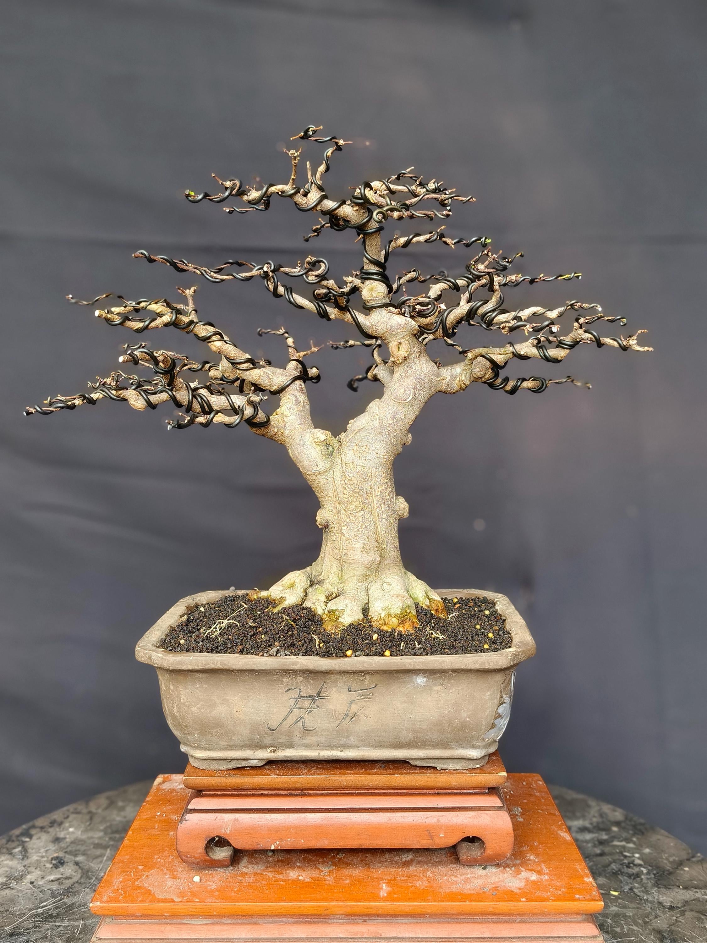 hinoki scheinzypresse bonsai Sekka Hinoki Cypress – Kaede Bonsai-en main image 0