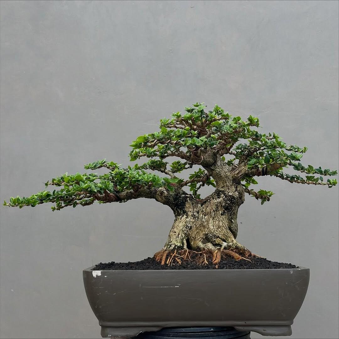 Bonsai Sancang / Premna Microphylla || Bonsai Beautifull Tree || Code 035  || || Real Picture - Etsy