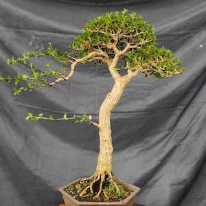 order bonsai tree Grow Your Own Bonsai Tree Kit Chinese Juniper