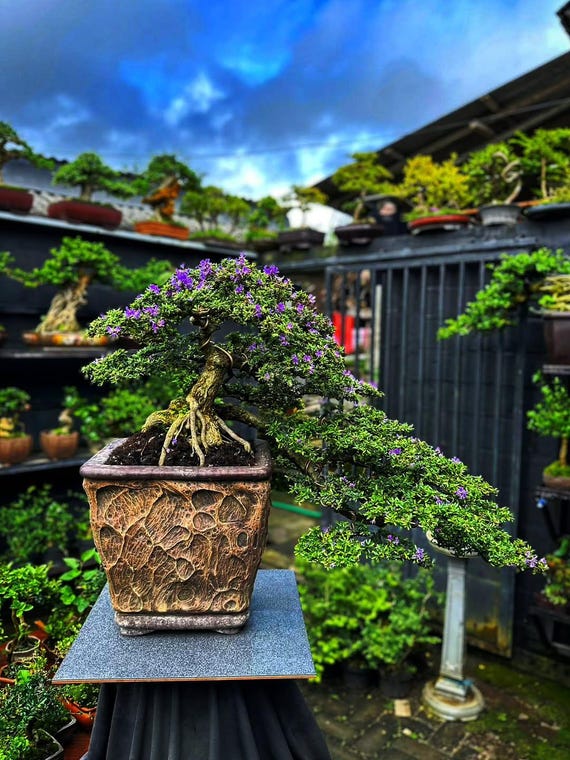 Desmodium Blue Bell Bonsai Tree ||042|| Semi Cascade - Etsy