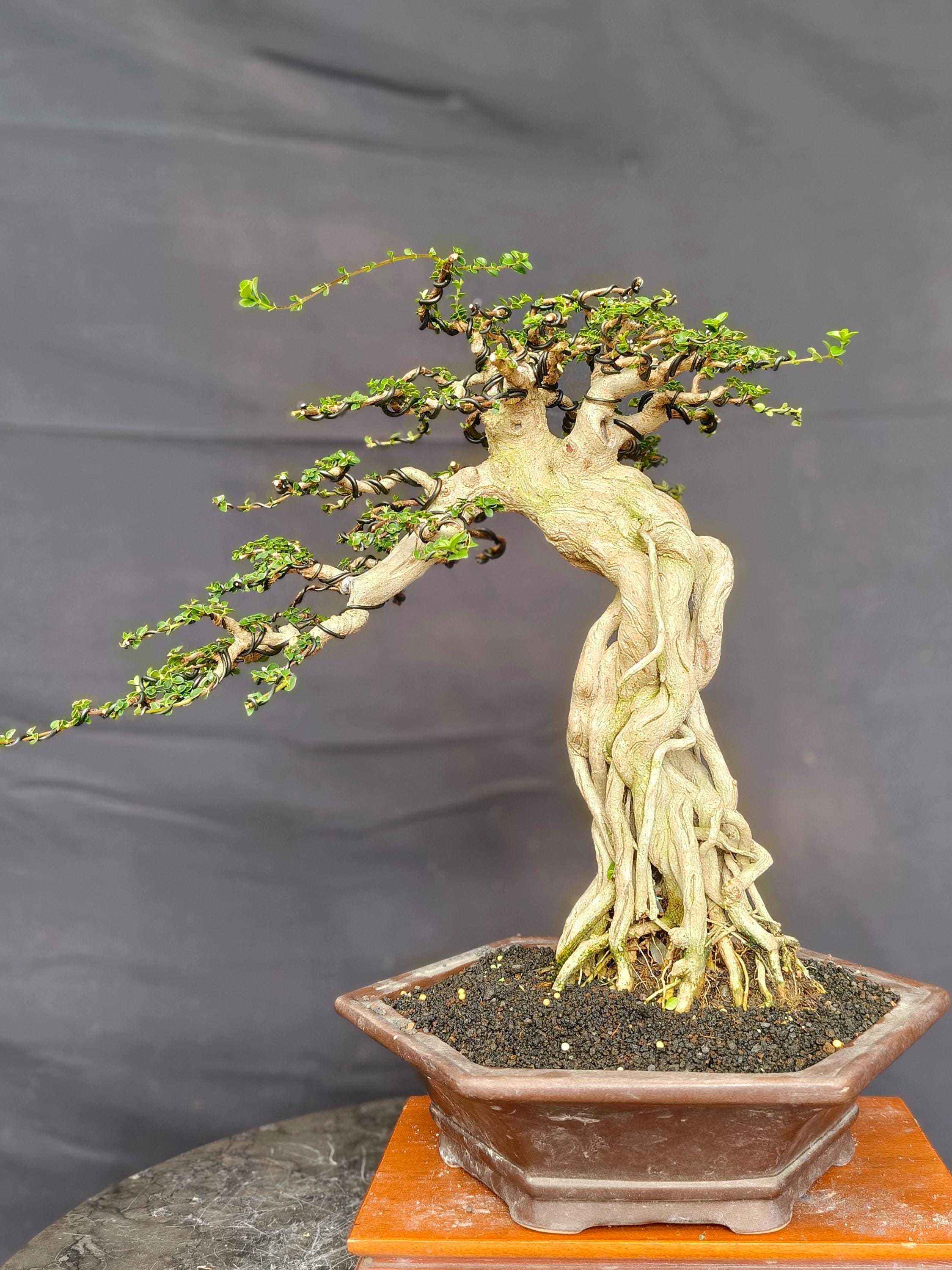 Exposed Root Bonsai - Etsy