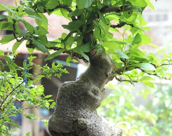 10 Semillas Exótico Árbol Baobab Africano Adansonia Digitata