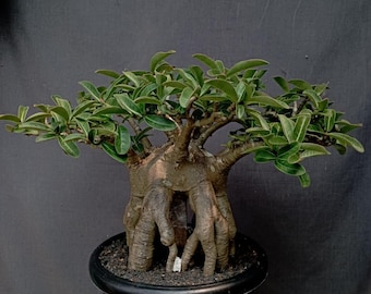 Adenium Black tree raro Bonsai //159// Bonsai veri